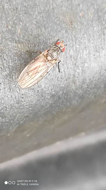 Heleomyzidae - tüskésszárnyú legyek