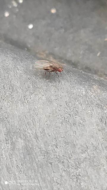 Drosophilidae - muslicafélék