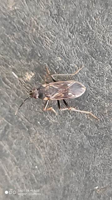 Rhyparochromus vulgaris - közönséges díszesbodobács