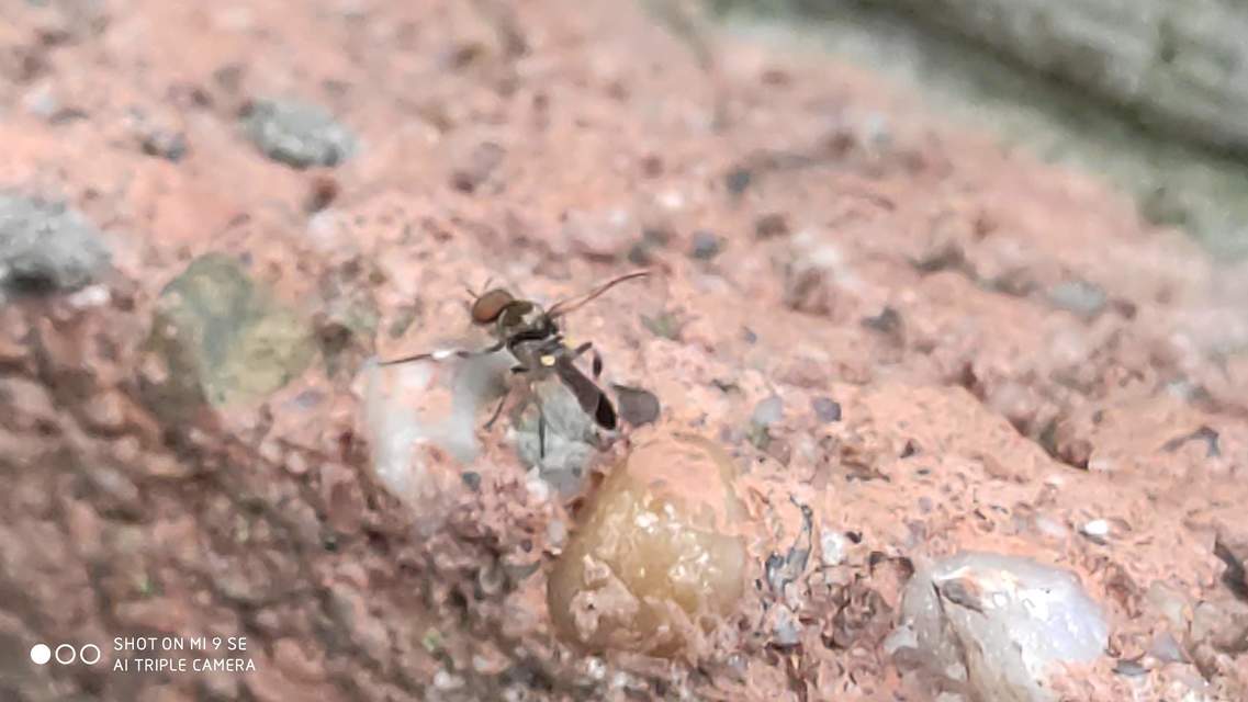 Simuliidae - púposszúnyogok
