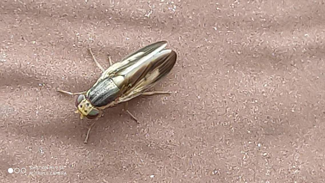 Peplomyza