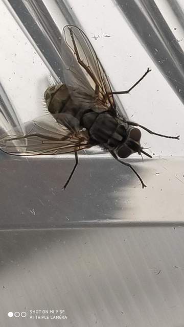 Stomoxys calcitrans - szuronyos istállólégy