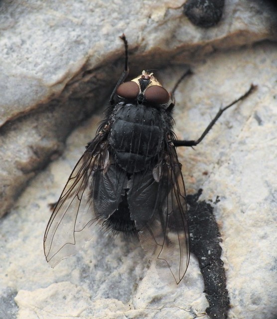 Calliphora vicina - kék dongólégy