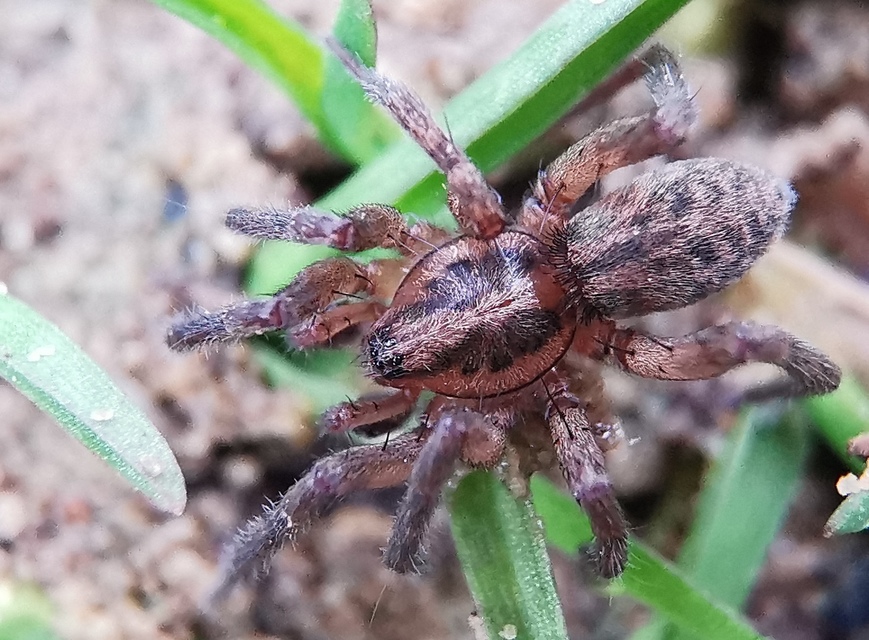 Agroeca lusatica