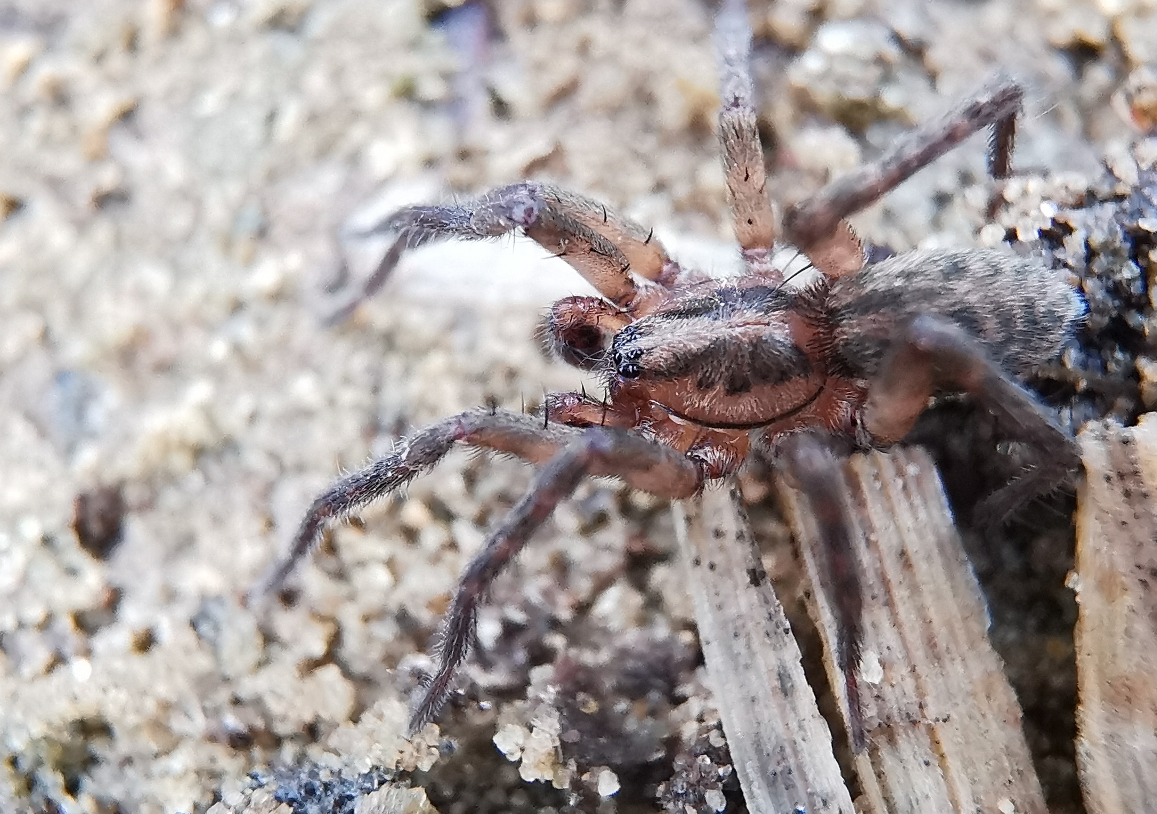 Agroeca lusatica