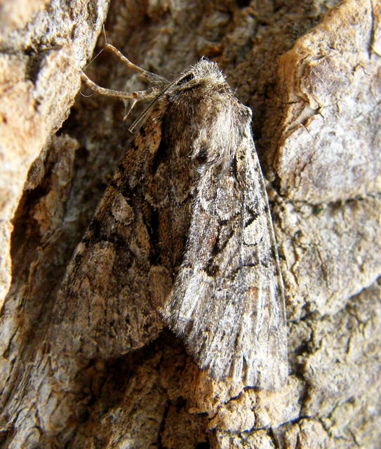 Lacanobia thalassina - borbolya-kertibagoly