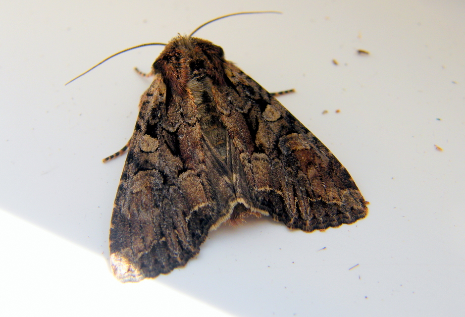 Lacanobia thalassina - borbolya-kertibagoly