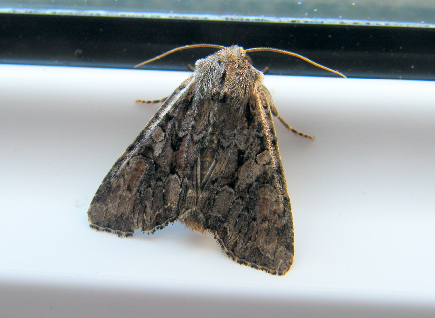 Lacanobia thalassina - borbolya-kertibagoly