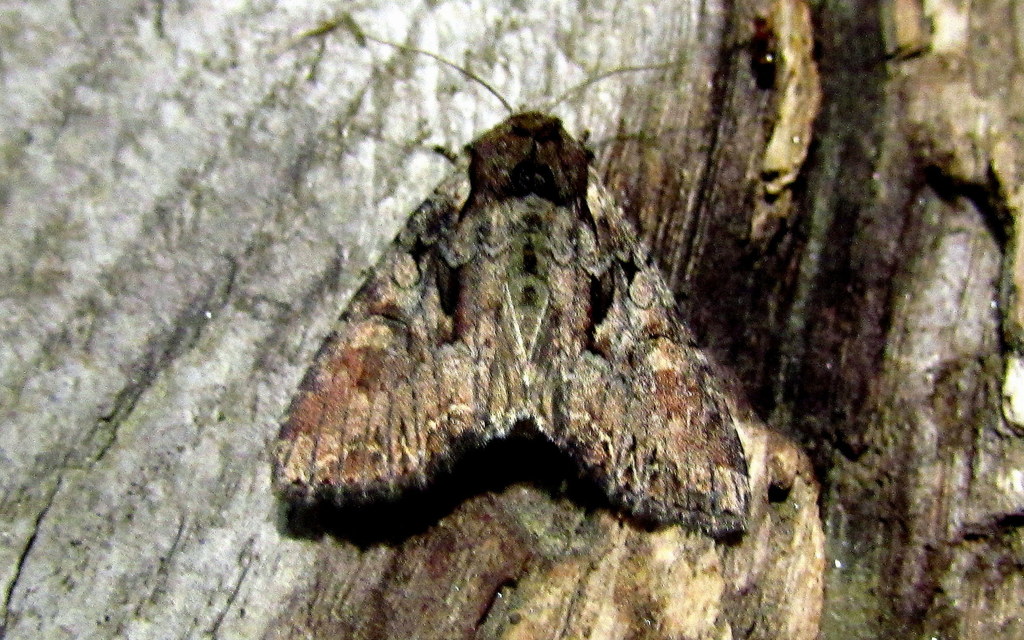 Lacanobia thalassina - borbolya-kertibagoly