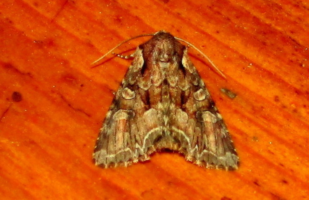 Lacanobia thalassina - borbolya-kertibagoly