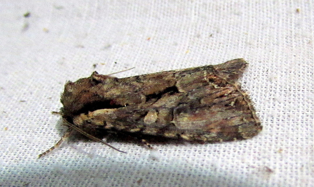 Lacanobia thalassina - borbolya-kertibagoly