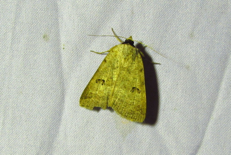 Lygephila craccae - gyakori csüdfűbagoly