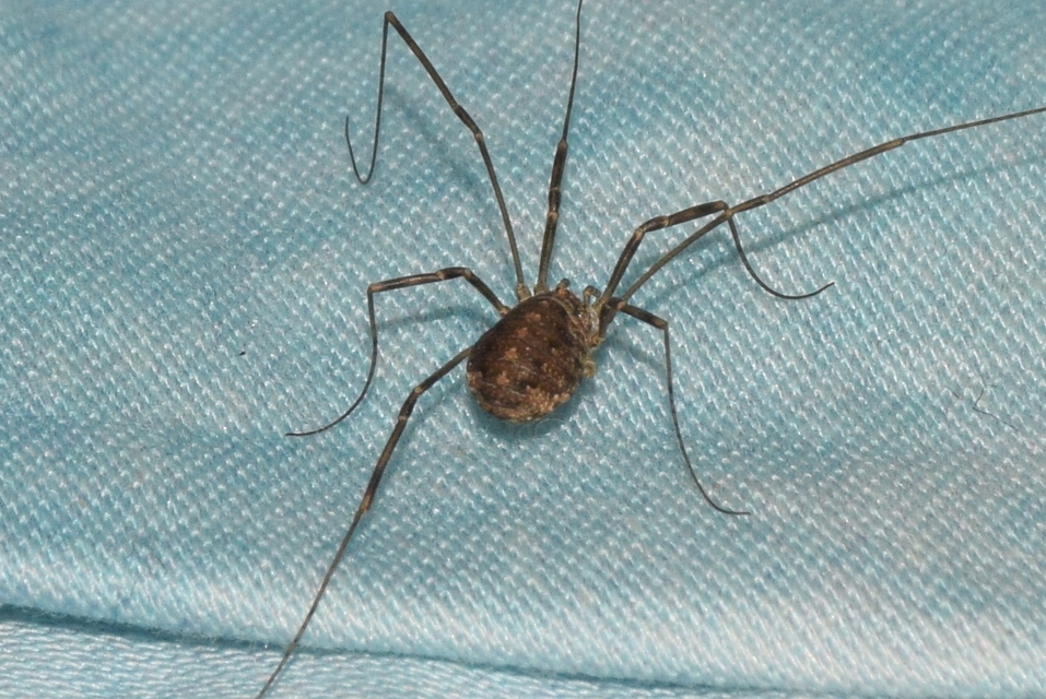 Opilio saxatilis