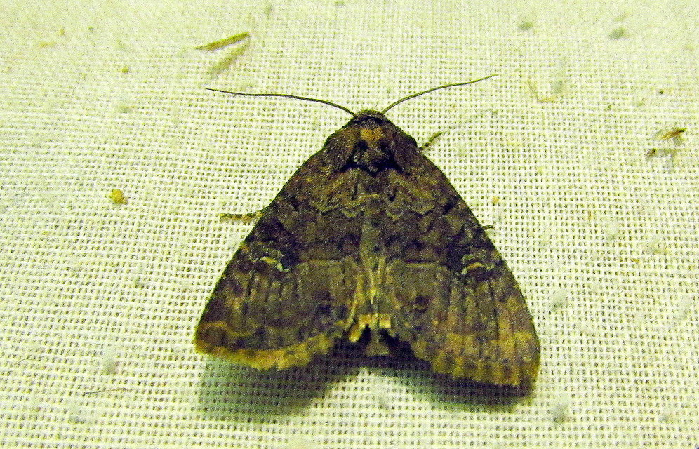 Mesapamea secalella/secalis