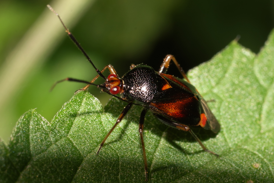 Deraeocoris ruber - vöröses mezeipoloska