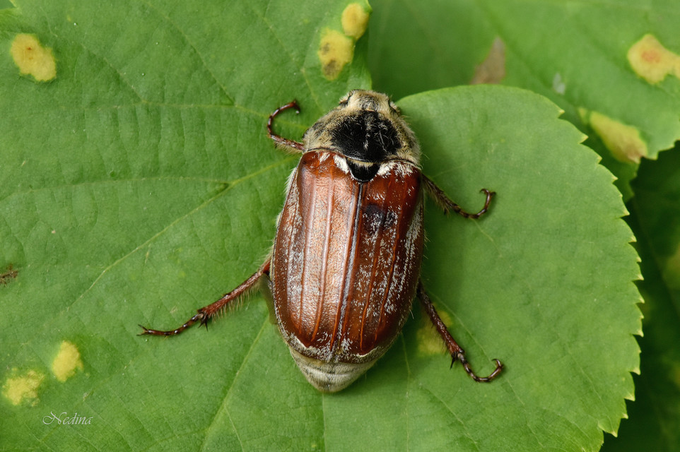 Melolontha pectoralis - hamvas cserebogár