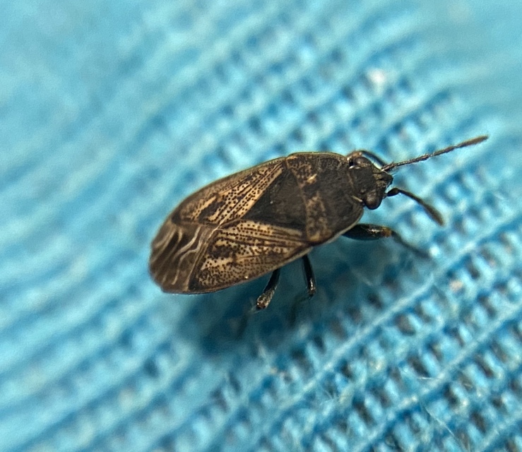 Trapezonotus arenarius - ugarbodobács Trapezonotus arenarius - ugarbodobács