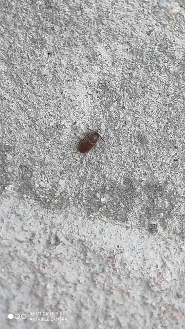 Cryptophagidae - penészbogárfélék
