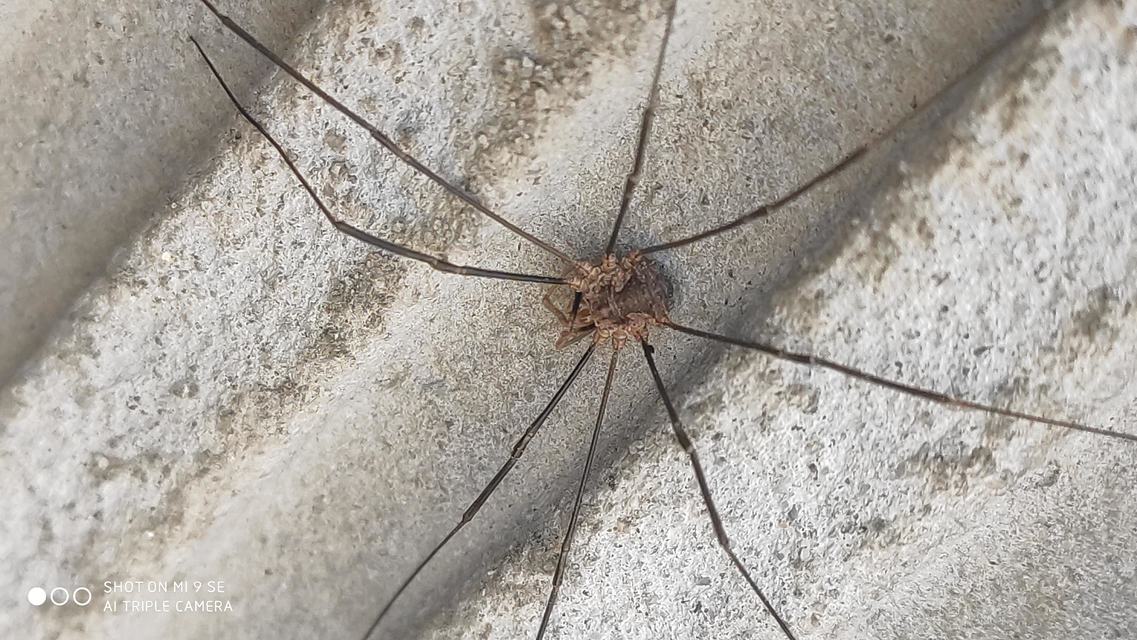 Phalangiidae