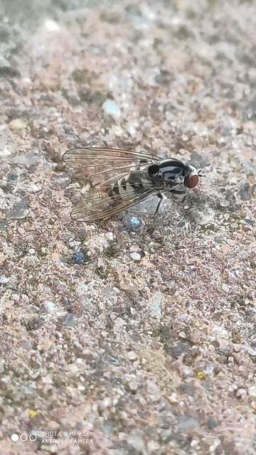 Platypezidae - kormoslegyek