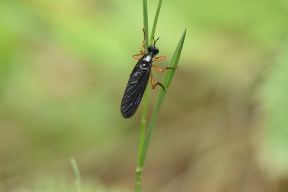 Dioctria oelandica - piroslábú héjalégy