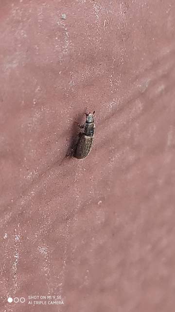 Aphodius prodromus - sárgalábú trágyabogár