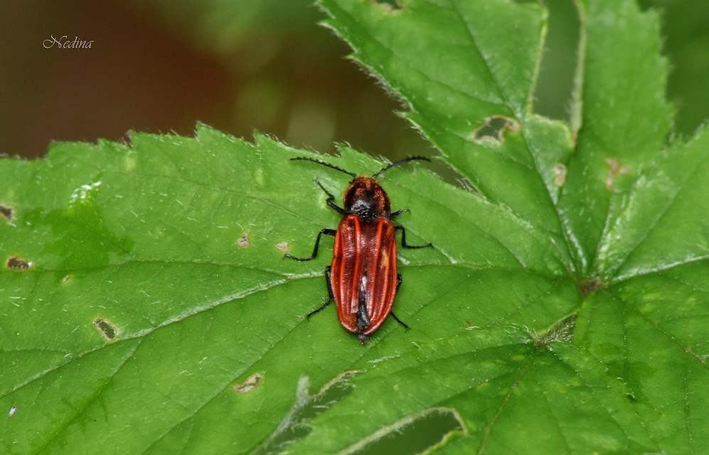 Anostirus purpureus - tűzvörös pattanó