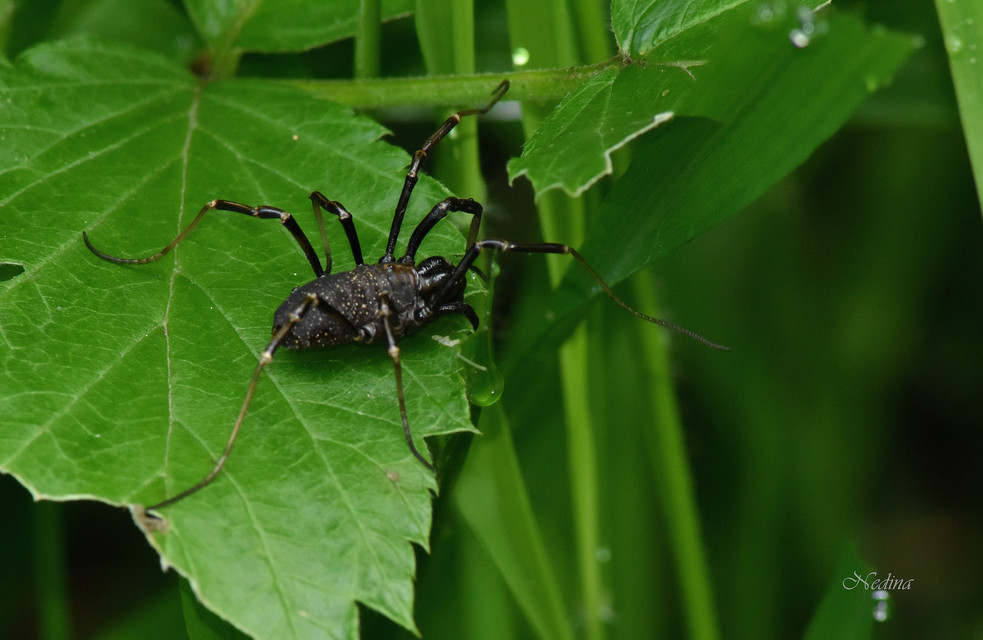 Egaenus convexus