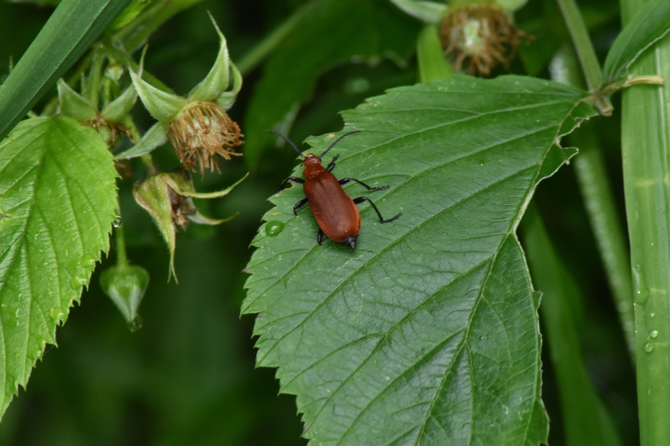 Pyrochroa coccinea - nagy bíborbogár