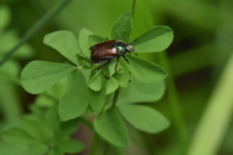 Phyllopertha horticola - kerti szipoly