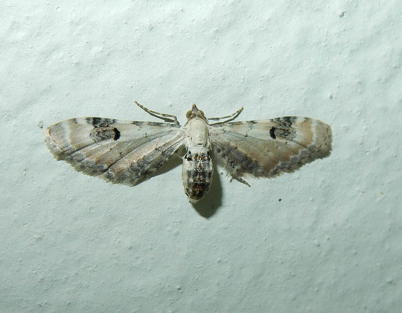Eupithecia centaureata - búzavirág-törpearaszoló