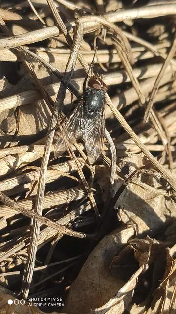 Calliphora vicina - kék dongólégy