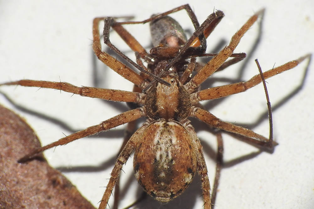 Philodromus collinus