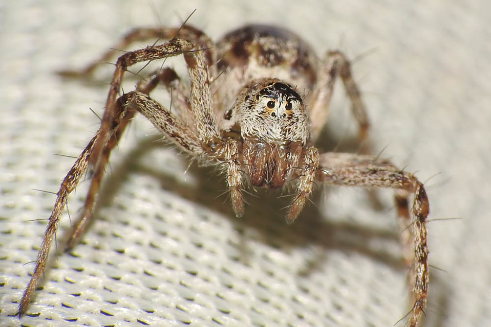 Oxyopes heterophthalmus - homoki hiúzpók