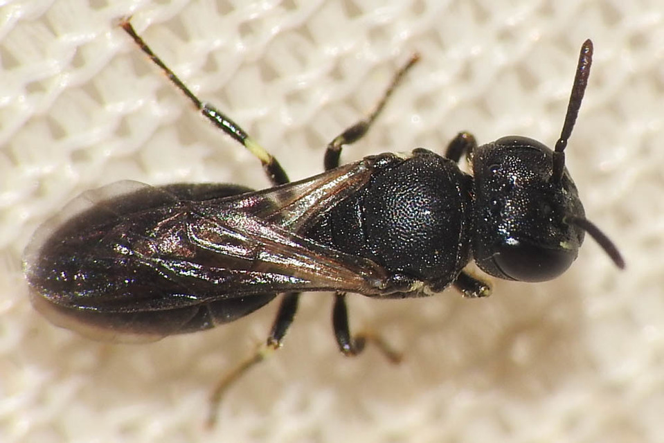 Hylaeus brevicornis
