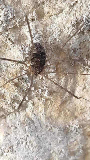 Phalangiidae