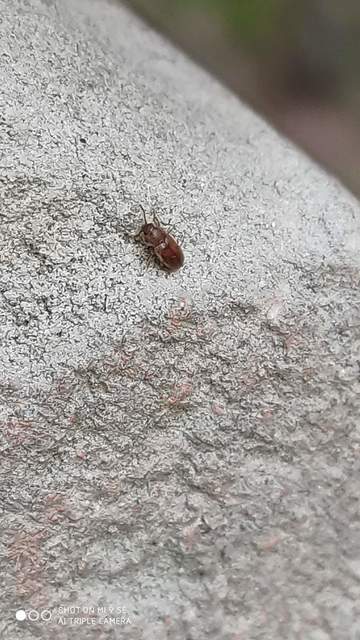 Cryptophagidae - penészbogárfélék