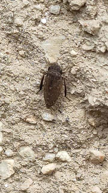Aphrodes