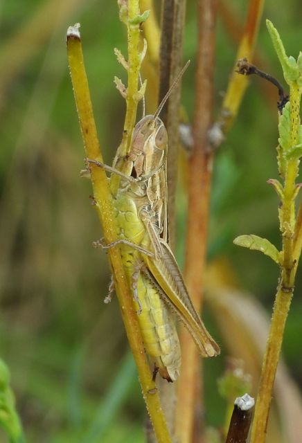 Euchorthippus declivus - rövidszárnyú rétisáska