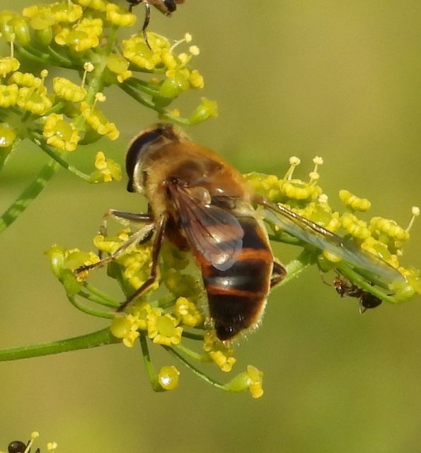 Eristalis tenax - közönséges herelégy