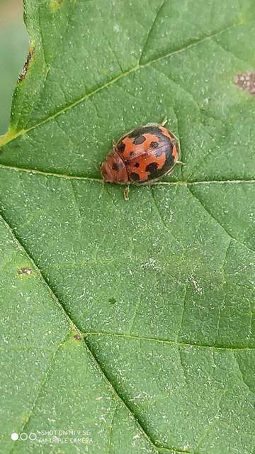 Subcoccinella vigintiquatuorpunctata - lucernaböde