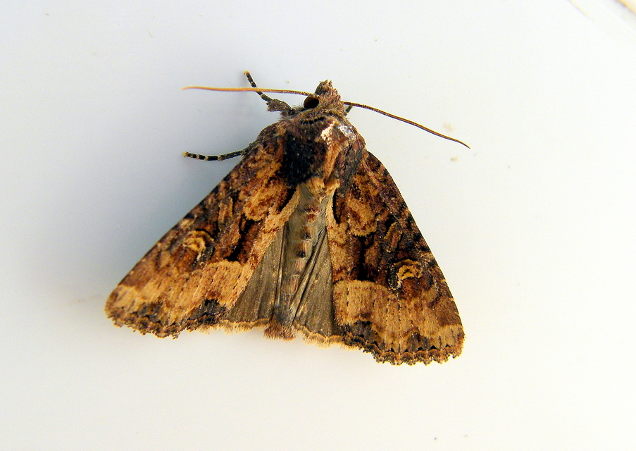 Mesapamea secalella/secalis