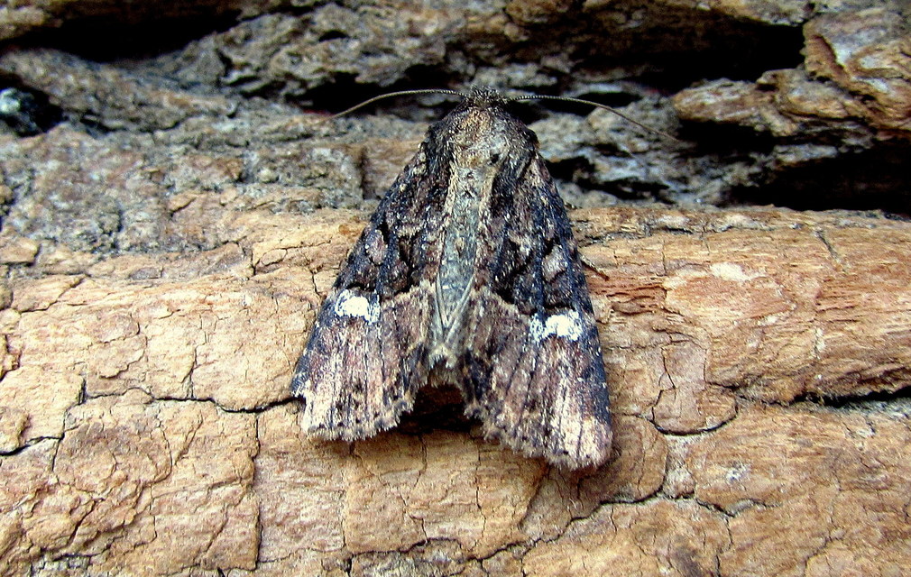Mesapamea secalella/secalis