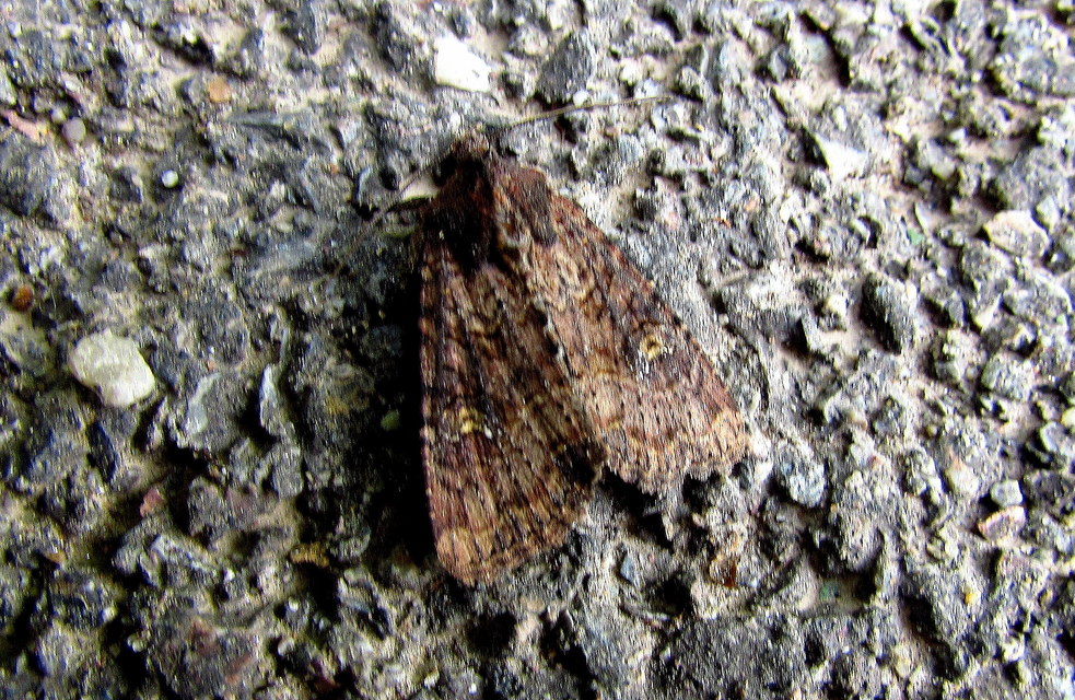 Mesapamea secalella/secalis