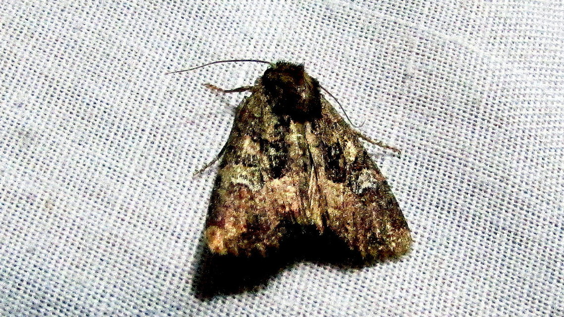 Mesapamea secalella/secalis
