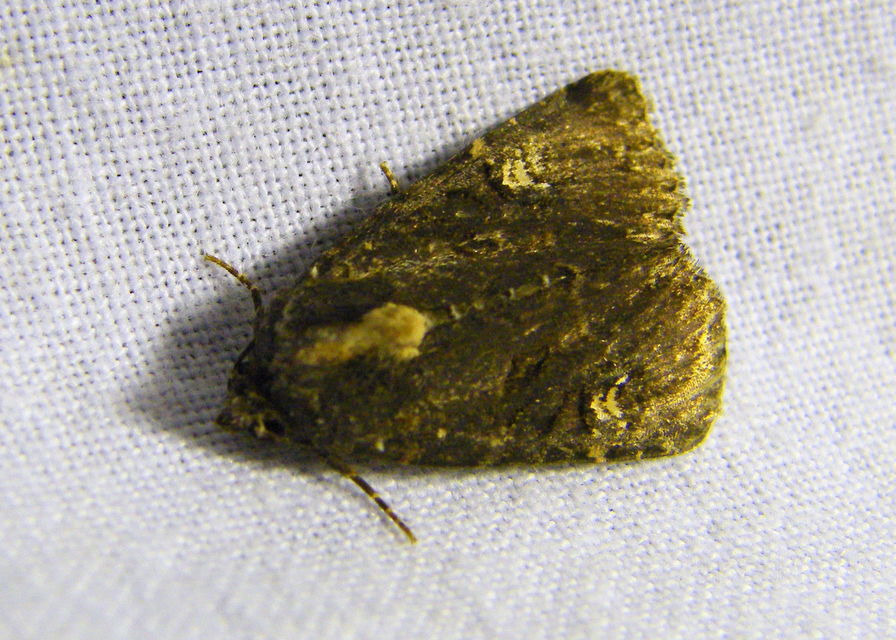 Mesapamea secalella/secalis
