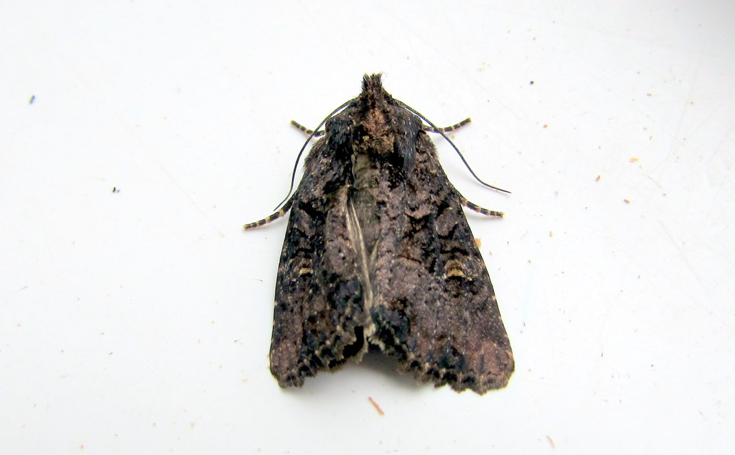 Mesapamea secalella/secalis