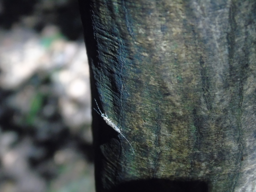 Archaeognatha - Ugróősrovarok