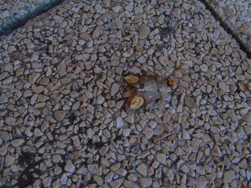 Phalera bucephala - sárgafoltos púposszövő