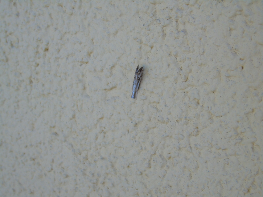 Catoptria falsella - hálós fűgyökérmoly